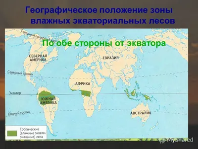 Фотка для рабочего стола: Лесные гармонии Африки на вашем компьютере