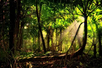 Новые изображения экваториальных лесов – скачать бесплатно в различных форматах