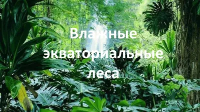 Фотографическое путешествие в чудесные экваториальные леса