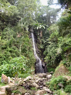 Бесплатные обои экваториальных лесов – скачать в форматах PNG, JPG, WebP