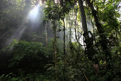 Скачать фото экваториальных лесов бесплатно