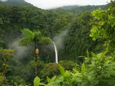 Фотографии экваториальных лесов в формате webp
