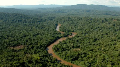 Обои экваториальных лесов: удивительные изображения на iPhone