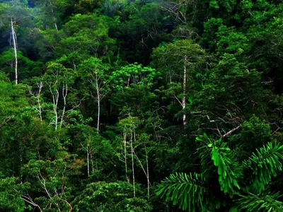 Фон экваториальных лесов: загрузите потрясающую фотографию на Windows