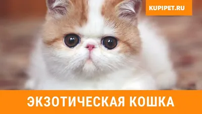 Экзотическая кошка во всей своей красе: фотогалерея