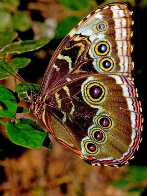 Экзотические бабочки  фото