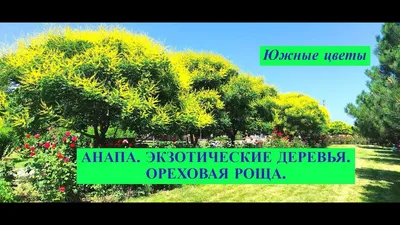 Атмосферные изображения экзотических деревьев в стиле арт