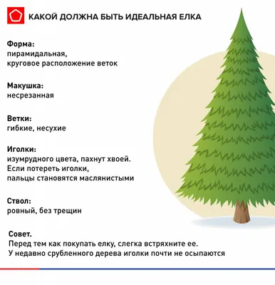 Зимний лес в объятиях зеленой красоты: Фото ели в формате WebP