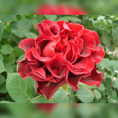 Картина с розой Эль торо