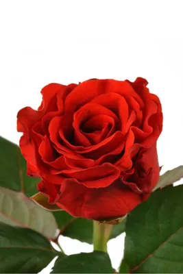 Фото розы Эль торо на белом фоне