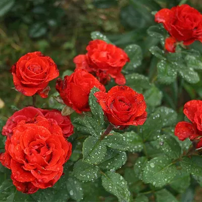Фотография Эль торо розы в png формате