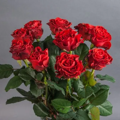Изображение розы Эль торо с возможностью выбора размера