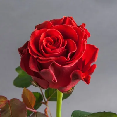 Изображение розы Эль торо для скачивания в png формате