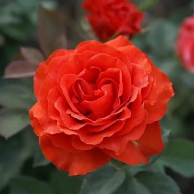 Эль торо роза на фотографии с возможностью выбора размера