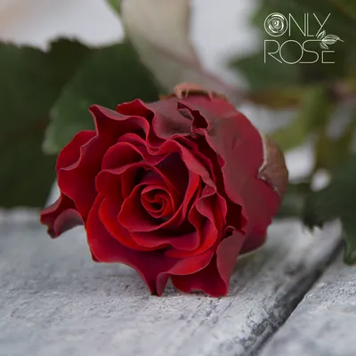 Картина с розой Эль торо в webp формате