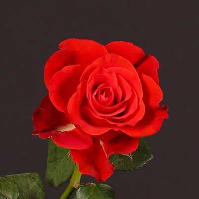 Фотография Эль торо розы в png формате с возможностью выбора размера