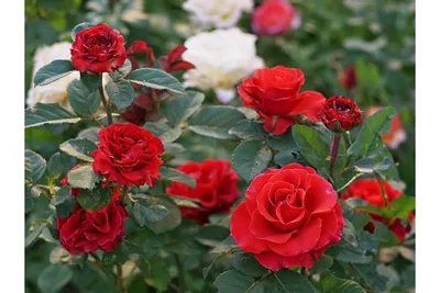 Красивая фотография Эль торо розы