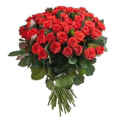 Красивая фотография Эль торо розы для скачивания в webp формате