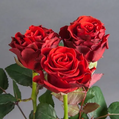 Изображение розы Эль торо на фотографии с возможностью выбора формата