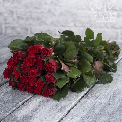 Фотография Эль торо розы в формате jpg для скачивания без фона