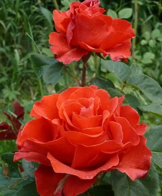 Фото розы Эль торо на белом фоне в высоком разрешении