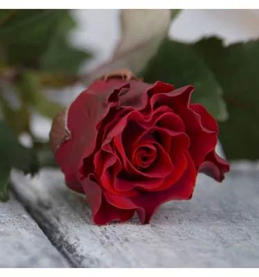 Фотография розы Эль торо в png формате с возможностью выбора размера и формата