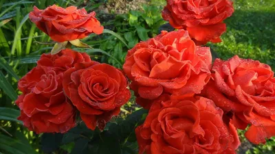 Изображение розы Эль торо с возможностью выбора формата и размера на фотографии