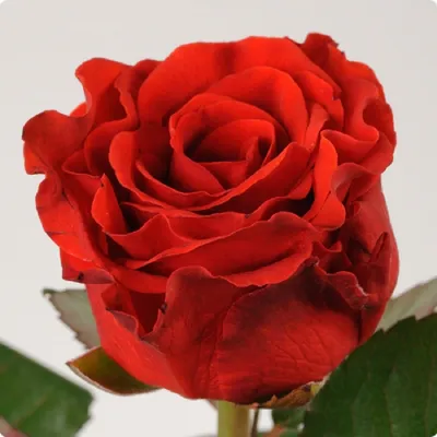 Красивая фотография Эль торо розы для скачивания в webp формате без фона.
