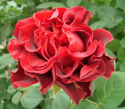 Изображение розы Эль торо без фона
