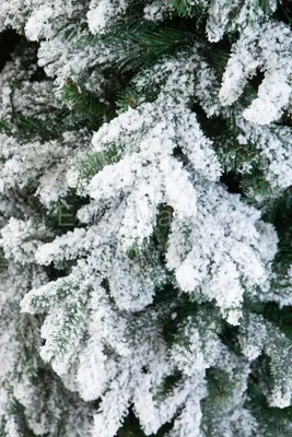 Снежные кружева: Удивительная фотография ели в зимнем покрывале