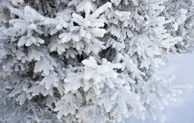 В хорошем качестве: фотография снежной ели для вашего уюта