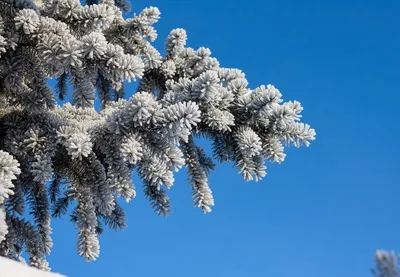 Зимний лес в объективе: Красивая фотография ели