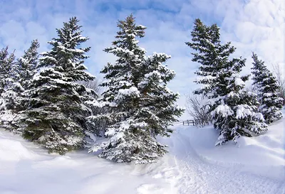 Зимний пейзаж: Фотография ели в разных форматах