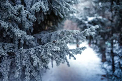 Зимняя сказка: Картинка с заснеженной елью