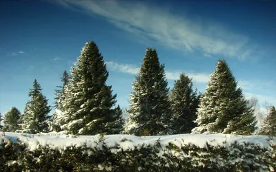 Зимний фотоэтюд: Фотография красивой заснеженной ели