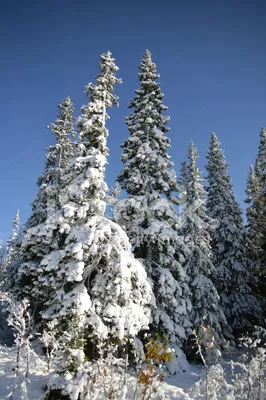 Магия зимнего леса: Ель в объективе