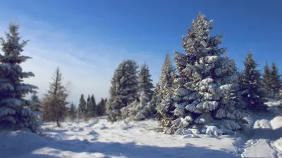 Зимний этюд природы: Картинка с елью для скачивания в форматах JPG, PNG, WebP