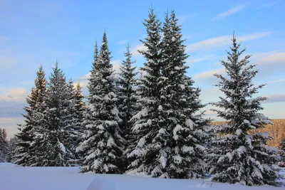 Зимний лес в объективе: Фотоальбом с красивой елью