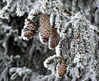 Зимний лес в объективе фотокамеры: Фото с красивой елью