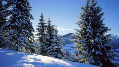 Зимняя краса природы: Ель на изображении