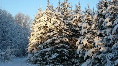 Зимний этюд леса: Картинка зимней ели для скачивания