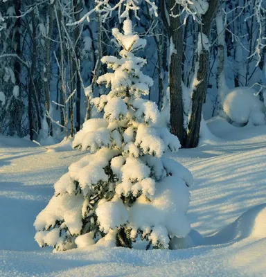 Зимний лесной уголок: Фотография ели в высоком разрешении