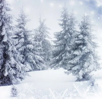 Зимний пейзаж с елью: Картинка природы в различных размерах