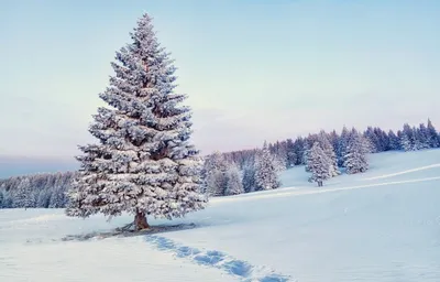 Величественная зимняя Ель: Фотография природы