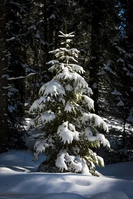 Зимний лес в объективе камеры: Картинка ели для скачивания в форматах JPG, PNG, WebP