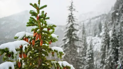 Зимняя симфония: Картинка зимнего леса с елью