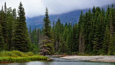 Новые впечатления: лесные ели в формате 4K