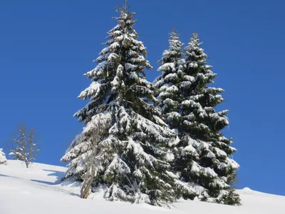 Фотографии зимних елей в высоком разрешении: JPG, PNG, WebP