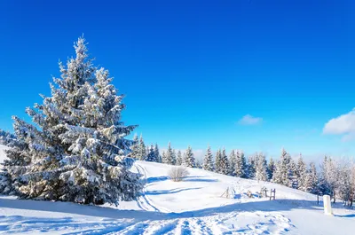 38 изображений зимних елей: выберите формат и размер по вашему желанию