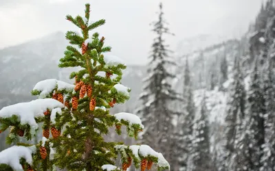 Коллекция зимних елей: скачивайте красивые изображения в разных форматах